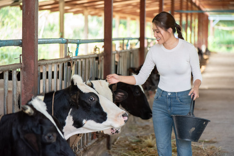 Spray Nozzles for Dairy Barn Cow Cooling: Soakers, Misters & Smart Barn Integration