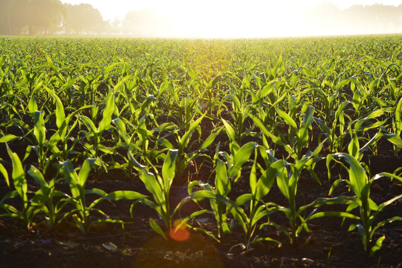 fan spray nozzles are used in agriculture