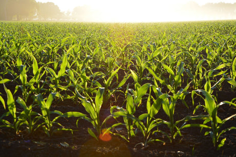 fan spray nozzles are used in agriculture