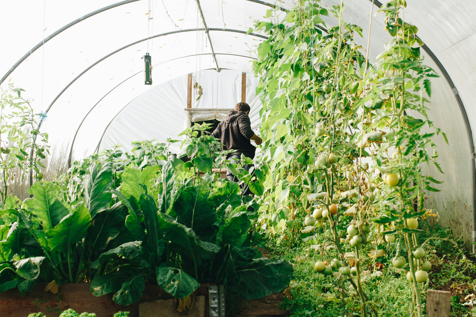 air atomizing nozzles can be used in greenhouses to mist plants