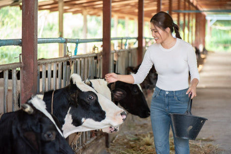 Spray Nozzles for Dairy Barn Cow Cooling: Soakers, Misters & Smart Barn Integration - NozzlePro